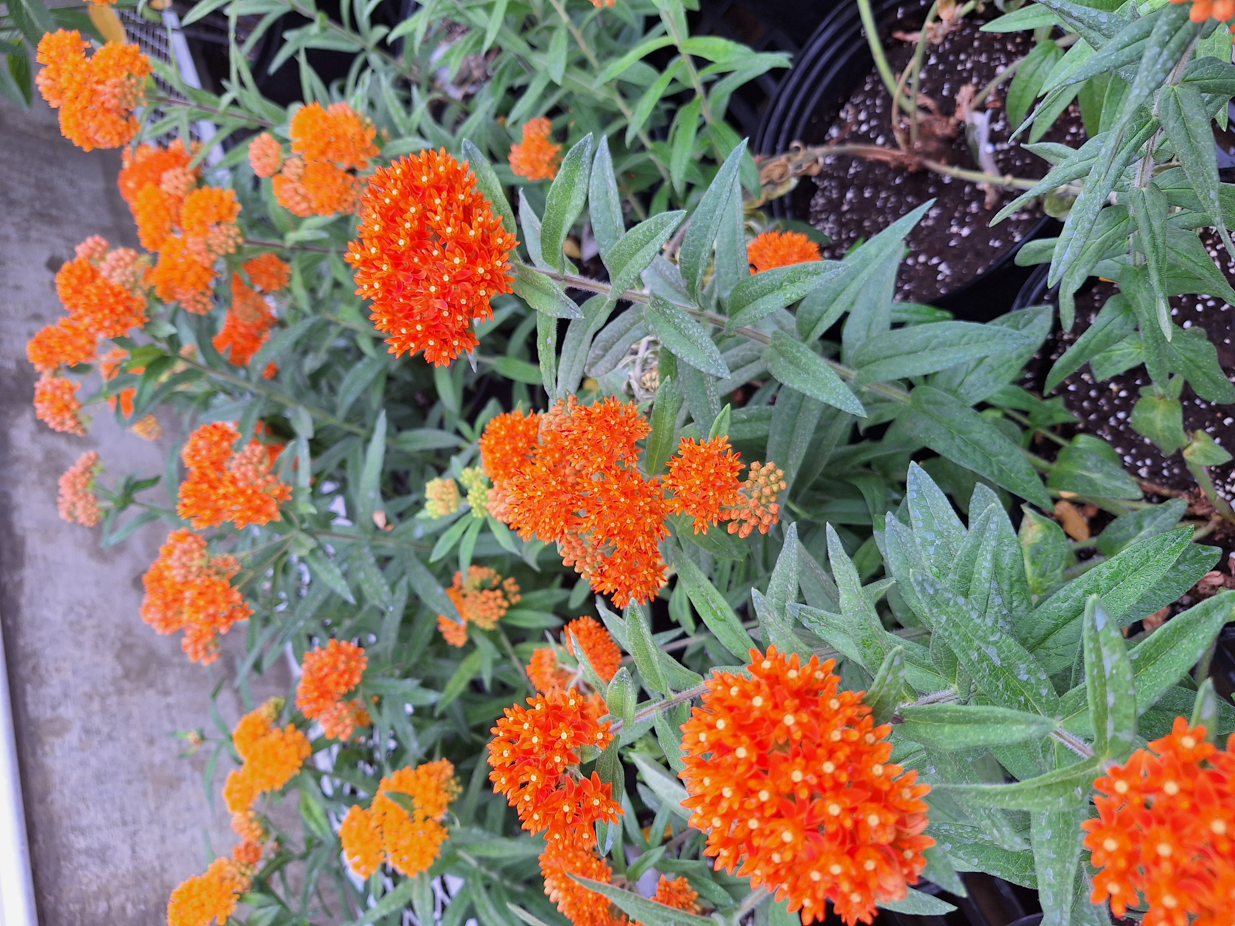 Bright orange flowers with many blooms.